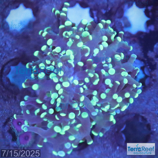 Green frogspawn WYSIWYG Frag 51
