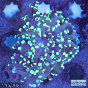 Green frogspawn WYSIWYG Frag 51