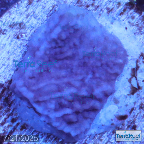 ORA Purple Montipora capricornis Frag WYSIWYG Frag 18