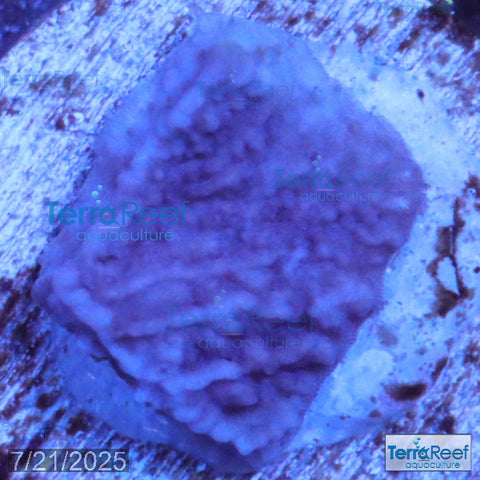 ORA Purple Montipora capricornis Frag WYSIWYG Frag 18