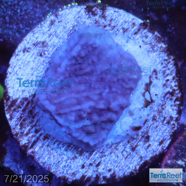 ORA Purple Montipora capricornis Frag WYSIWYG Frag 18