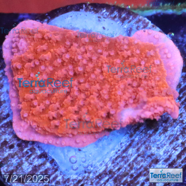 Red Montipora capricornis WYSIWYG Frag 11