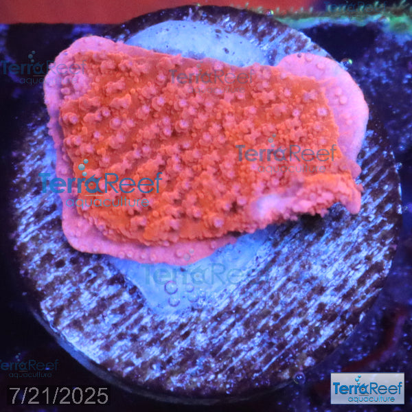 Red Montipora capricornis WYSIWYG Frag 11