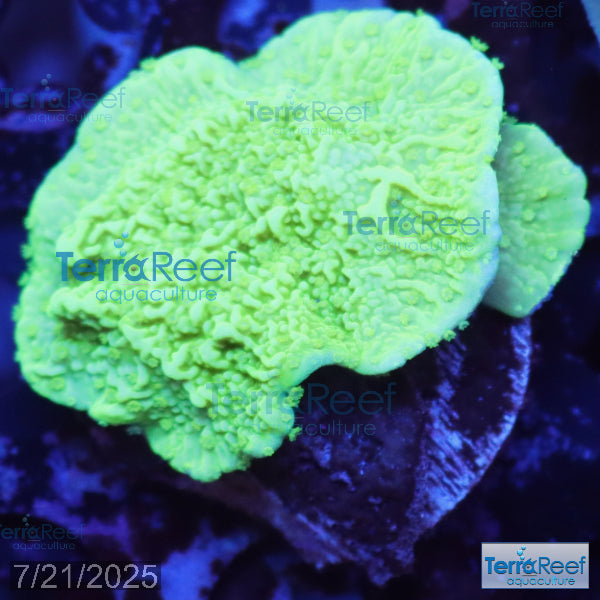 Green Montipora capricornis WYSIWYG Frag 27