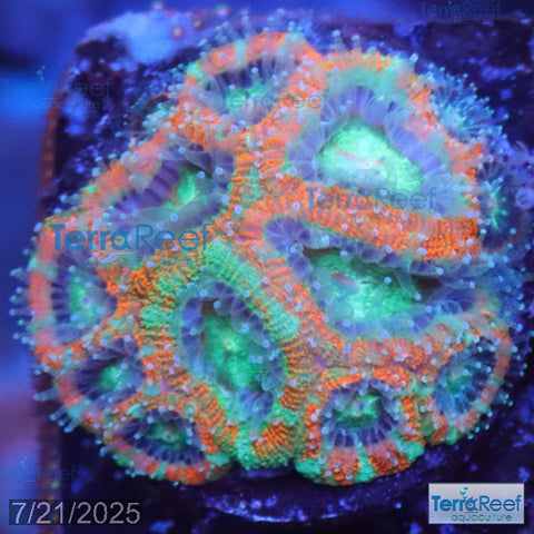 Raging Storm Micromussa "Acan lord" WYSIWYG Frag 9SinkRight