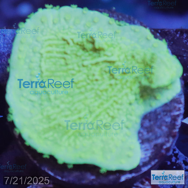 Green Montipora capricornis WYSIWYG Frag 28