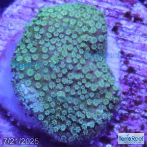Green Montipora digi Frag WYSIWYG Frag 19