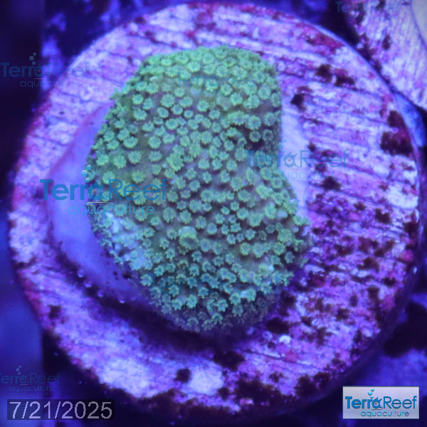 Green Montipora digi Frag WYSIWYG Frag 19