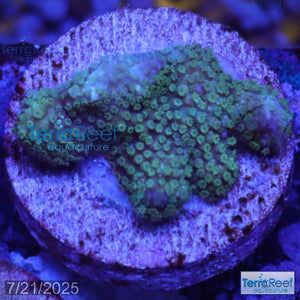 Green Montipora digi Frag WYSIWYG Frag 18