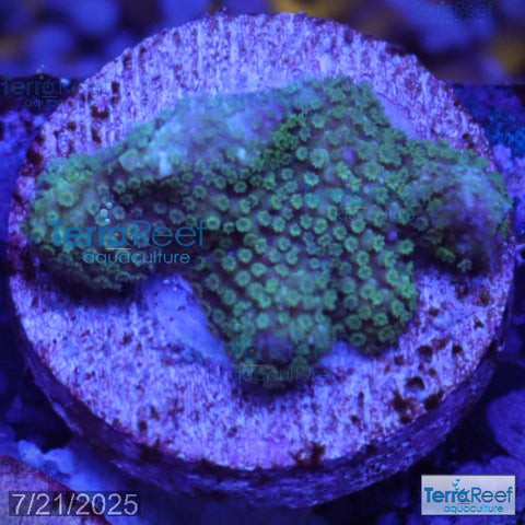 Green Montipora digi Frag WYSIWYG Frag 18