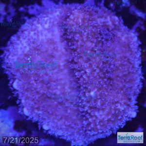 Purple Montipora Digi Coral WYSIWYG Frag 12