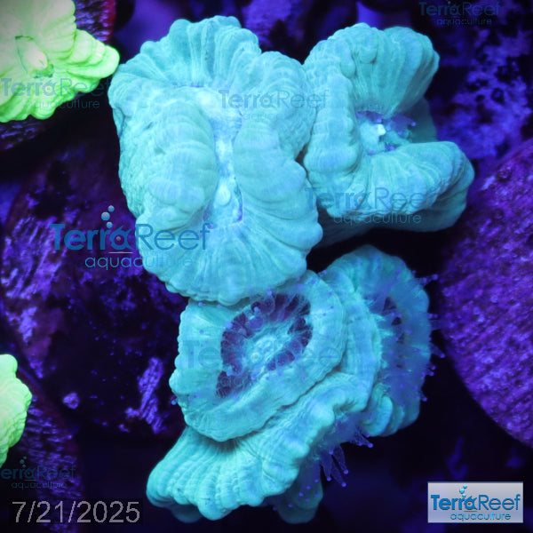 Green Candy Cane WYSIWYG Frag 44Stairs