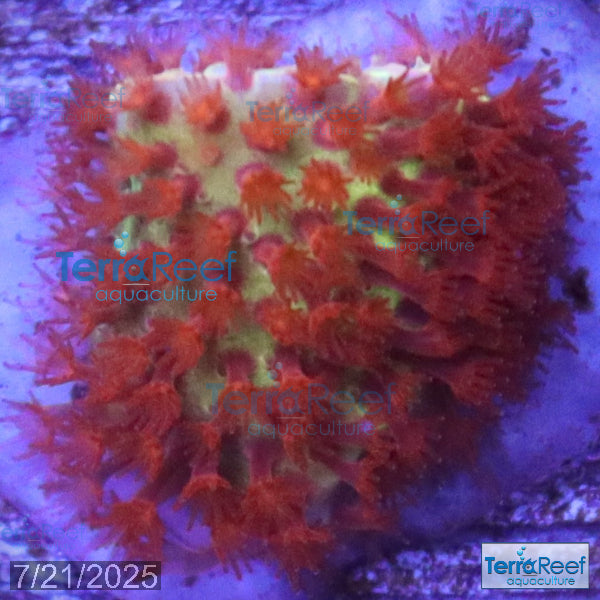 Burning Banana Stylocoeniella WYSIWYG Frag 5Middle