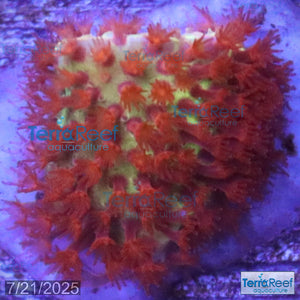 Burning Banana Stylocoeniella WYSIWYG Frag 5Middle