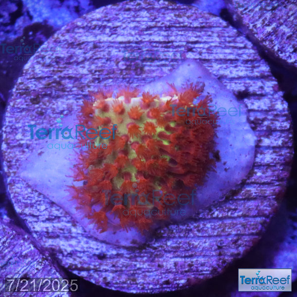 Burning Banana Stylocoeniella WYSIWYG Frag 5Middle