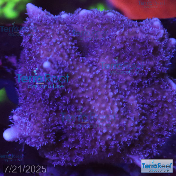 Purple Montipora Digi Coral WYSIWYG Frag 13