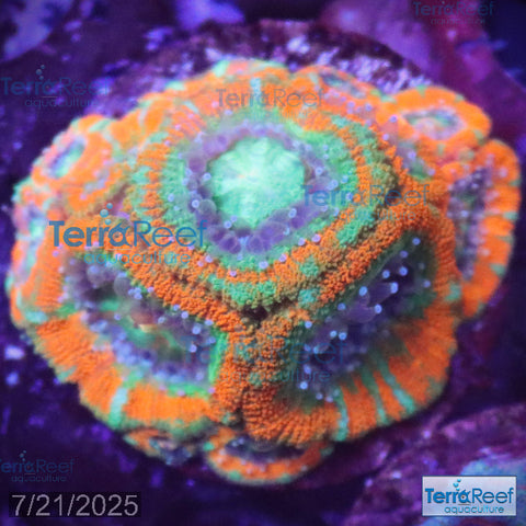 Raging Storm Micromussa "Acan lord" WYSIWYG Frag 11Middle