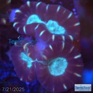 Pinwheel Candy Cane WYSIWYG 39Right