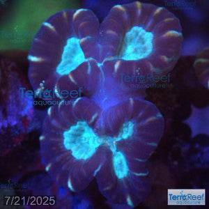 Pinwheel Candy Cane WYSIWYG 39