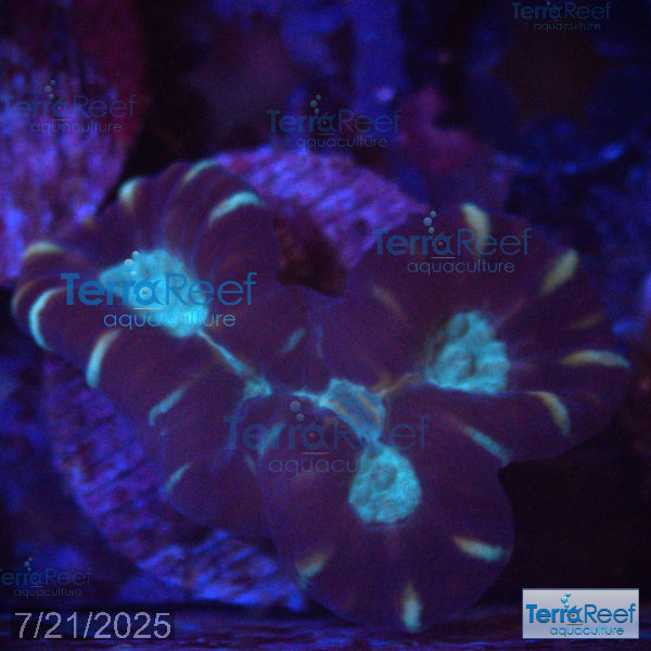 Pinwheel Candy Cane WYSIWYG 38Mid