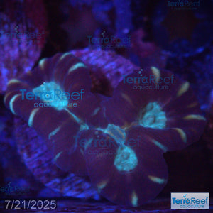 Pinwheel Candy Cane WYSIWYG 38Mid