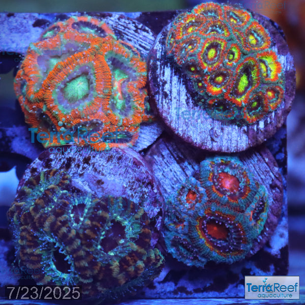 Micromussa "Acan" Coral Four Pack WYSIWYG 4Right
