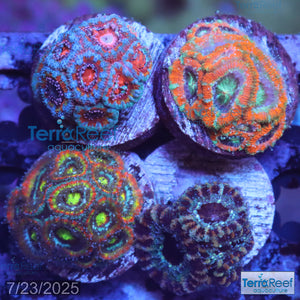 Micromussa "Acan" Coral Four Pack WYSIWYG 3Middle