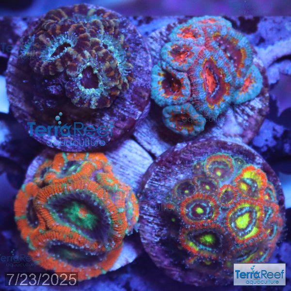 Micromussa "Acan" Coral Four Pack WYSIWYG 1Left