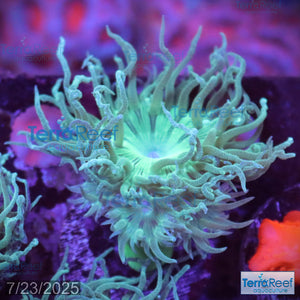 Duncan Coral Duncanopsammia axigua WYSIWYG 27Right