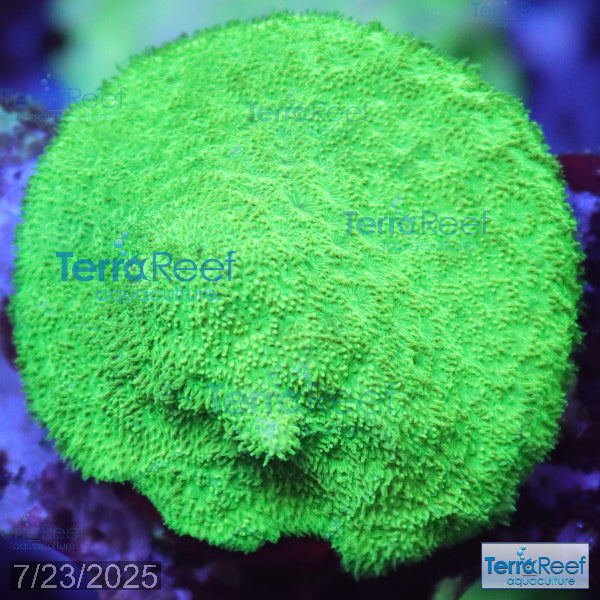 Green Psammocora Frag WYSIWYG 13
