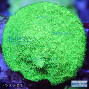 Green Psammocora Frag WYSIWYG 13