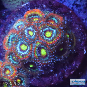 Holy Grail Micromussa Coral Micro F2M WYSIWYG Frag 11LeftMidCent