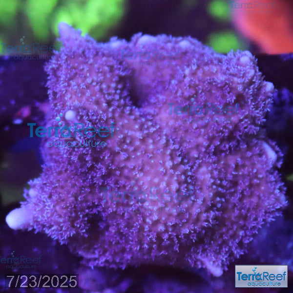 Purple Montipora Digi Coral WYSIWYG Frag 13
