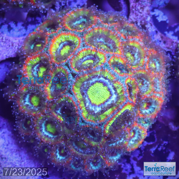 Holy Grail Micromussa Coral Micro F2M WYSIWYG Frag 5Right