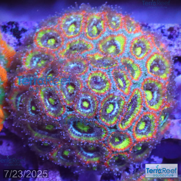 Holy Grail Micromussa Coral Micro F2M WYSIWYG Frag 6Left