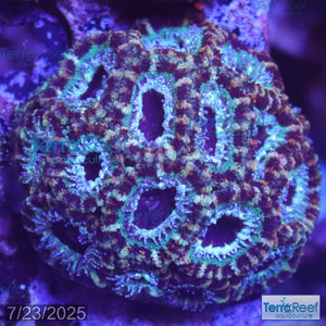 Teal Micromussa "Acan lord" WYSIWYG Frag 21RightStairs