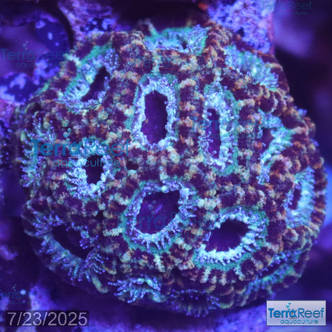 Teal Micromussa "Acan lord" WYSIWYG Frag 21RightStairs