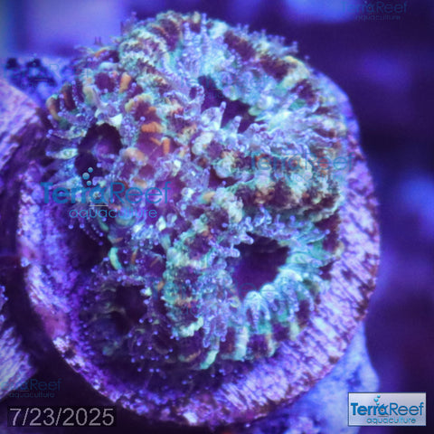 Teal Micromussa "Acan lord" WYSIWYG Frag 24RightStairs