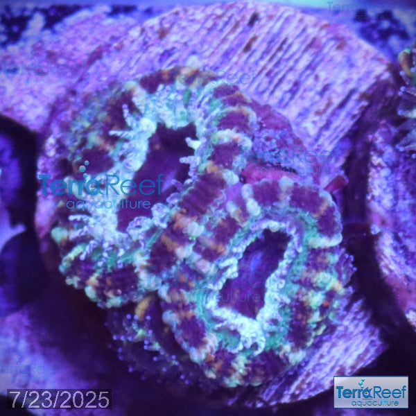 Teal Micromussa "Acan lord" WYSIWYG Frag 25LeftStairs