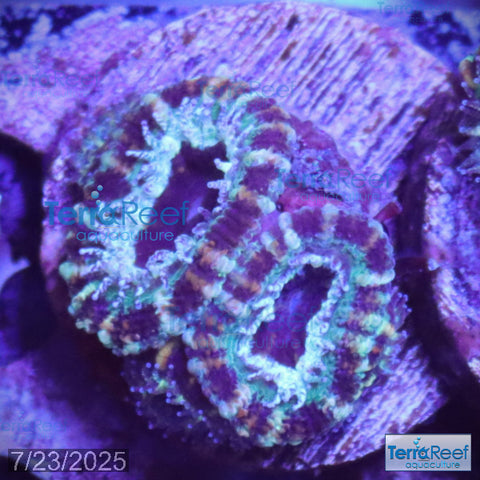 Teal Micromussa "Acan lord" WYSIWYG Frag 25LeftStairs