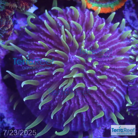 ReefGen Project X Fungid Fungia Plate WYSIWYG Frag 13