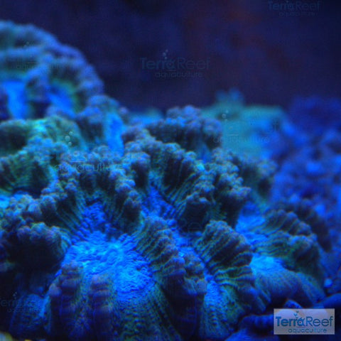 Green and Teal Oulophyllia bennettae coral Stock