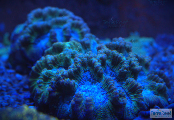 Green and Teal Oulophyllia bennettae coral Stock