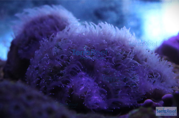 Green and Teal Oulophyllia bennettae coral Stock