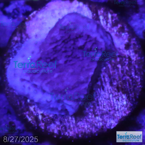 ORA Purple Montipora capricornis Frag WYSIWYG Frag 18