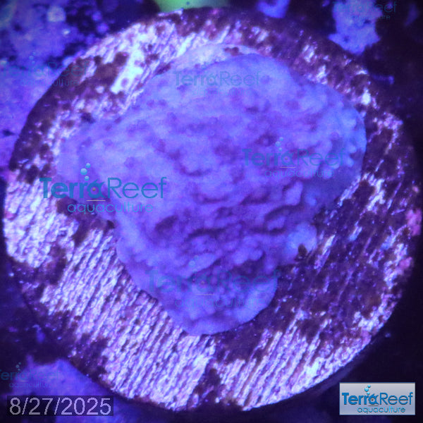 ORA Purple Montipora capricornis Monti cap WYSIWYG Frag 19