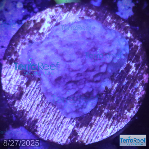 ORA Purple Montipora capricornis Monti cap WYSIWYG Frag 19