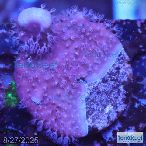 Blue ridge coral WYSIWYG Frag 12
