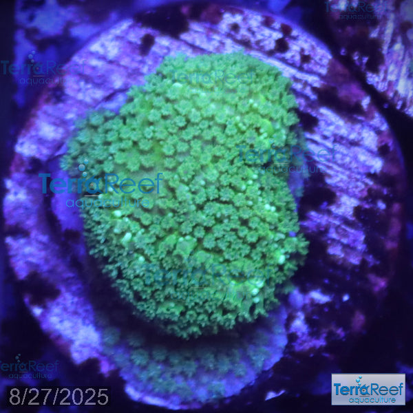 Green Montipora digi Frag WYSIWYG Frag 19
