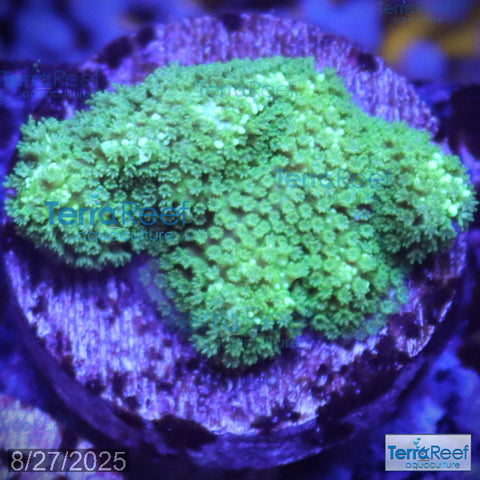 Green Montipora digi Frag WYSIWYG Frag 18